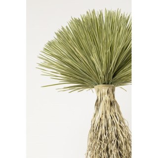 Kare Design KARE roślina dekoracyjna YUCCA ROSTRATA 240 cm