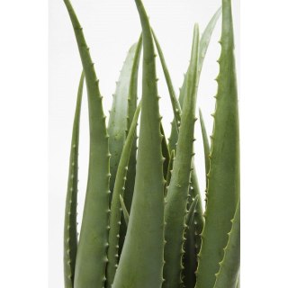Kare Design KARE roślina dekoracyjna ALOE 69 cm