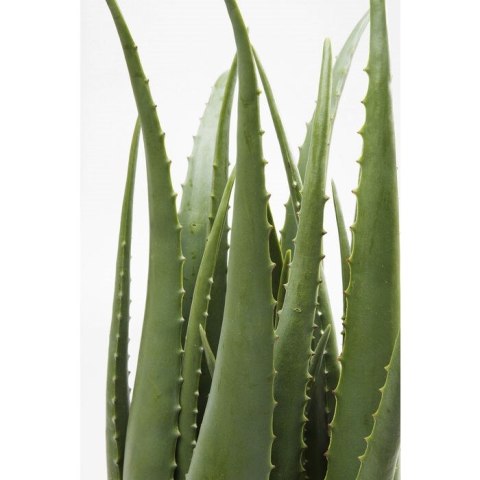 Kare Design KARE roślina dekoracyjna ALOE 69 cm