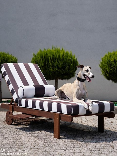 King Home Leżak ogrodowy AZURE