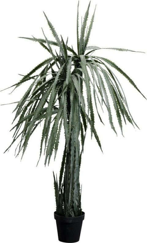 Kare Design KARE roślina dekoracyjna DRAGON TREE 155 cm